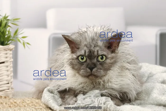 : Selkirk Rex cat indoors : Selkirk Rex cat indoors