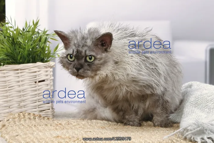 : Selkirk Rex cat indoors : Selkirk Rex cat indoors