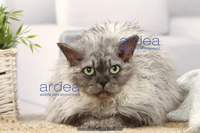 : Selkirk Rex cat indoors : Selkirk Rex cat indoors