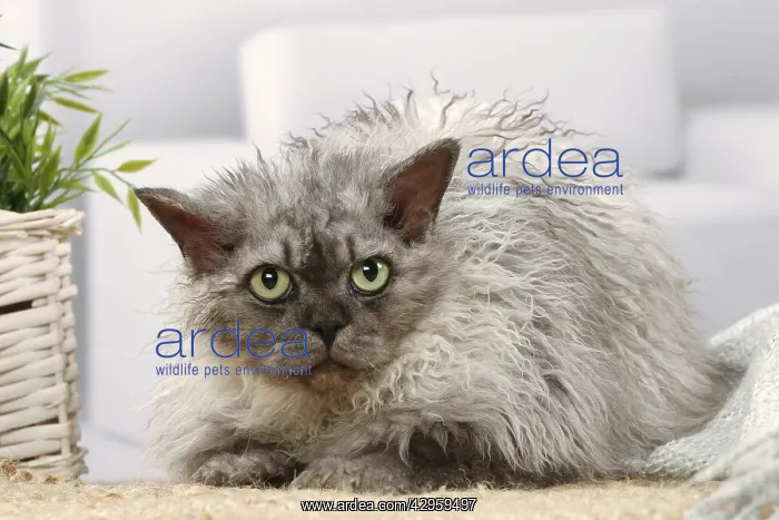 : Selkirk Rex cat indoors : Selkirk Rex cat indoors