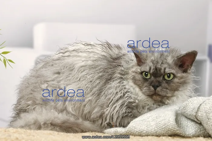 : Selkirk Rex cat indoors : Selkirk Rex cat indoors