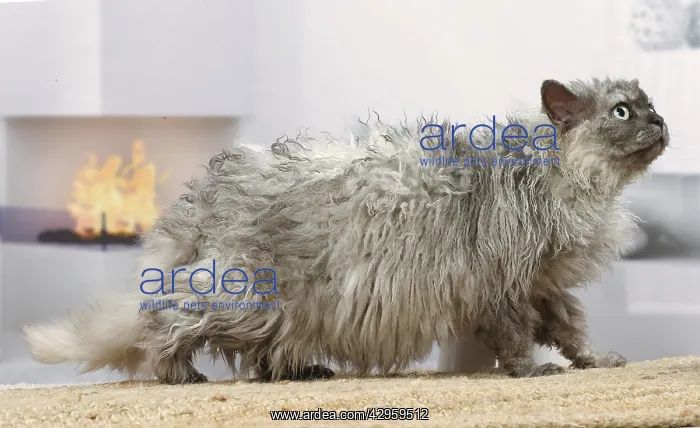 : Selkirk Rex cat indoors : Selkirk Rex cat indoors