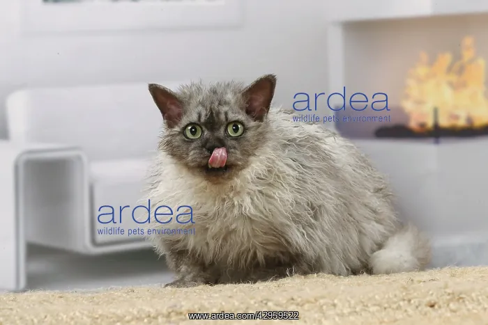 : Selkirk Rex cat indoors : Selkirk Rex cat indoors