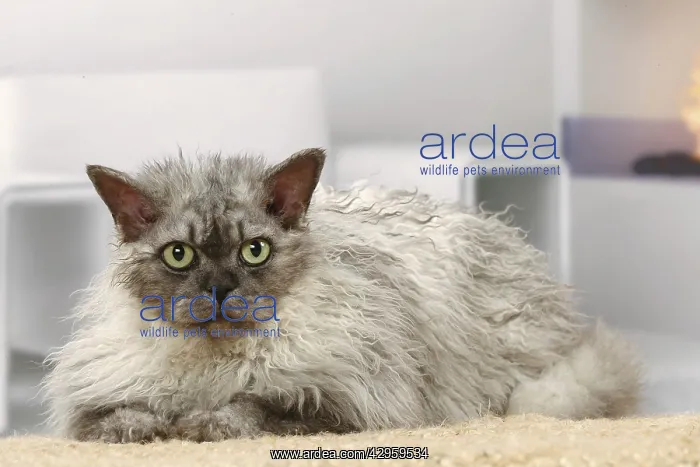 : Selkirk Rex cat indoors : Selkirk Rex cat indoors