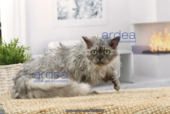 : Selkirk Rex cat indoors : Selkirk Rex cat indoors