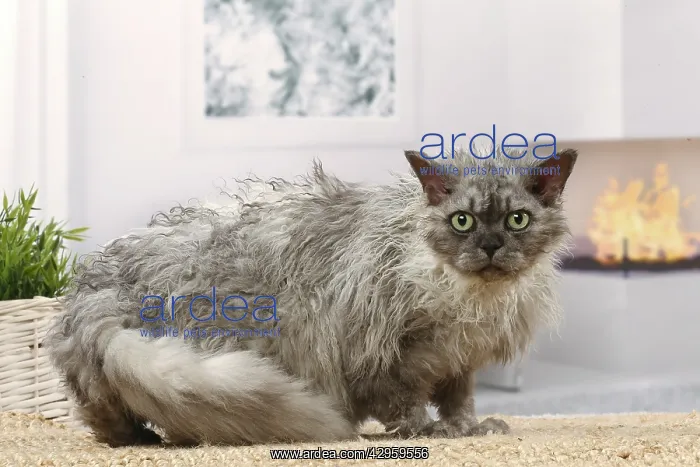 : Selkirk Rex cat indoors : Selkirk Rex cat indoors