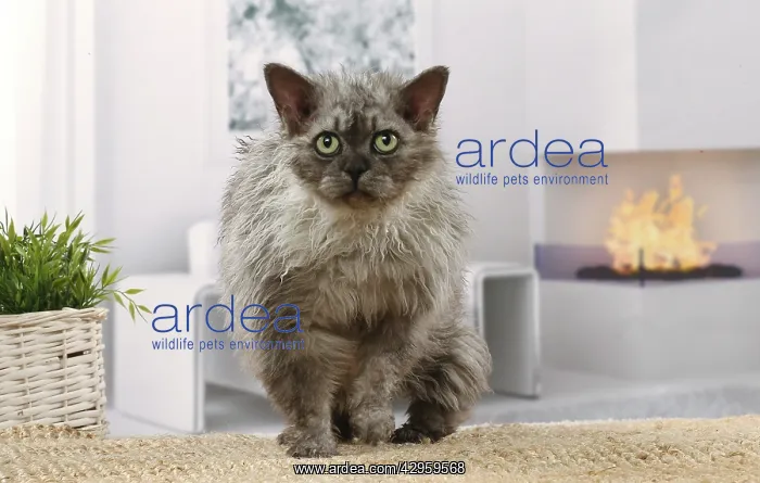 : Selkirk Rex cat indoors : Selkirk Rex cat indoors
