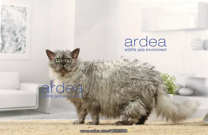 : Selkirk Rex cat indoors : Selkirk Rex cat indoors