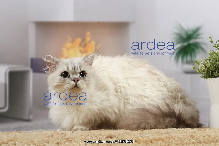 : Selkirk Rex cat indoors : Selkirk Rex cat indoors