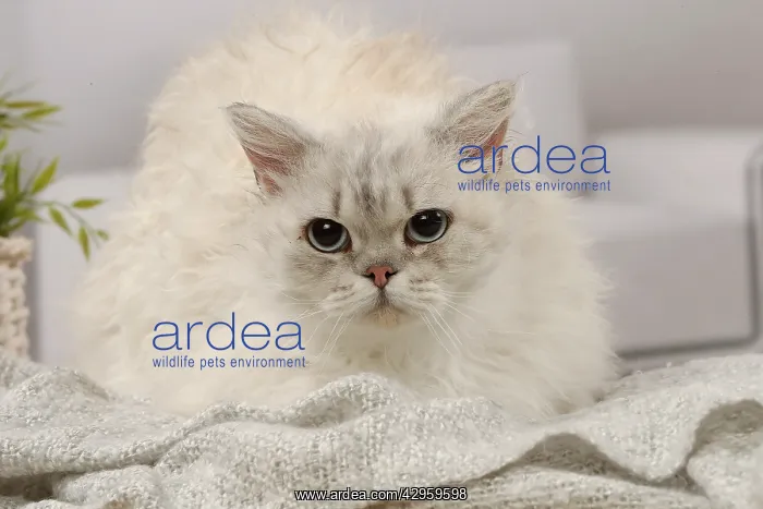 : Selkirk Rex cat indoors : Selkirk Rex cat indoors