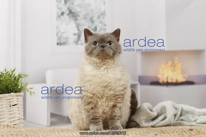 : Selkirk Rex cat indoors : Selkirk Rex cat indoors
