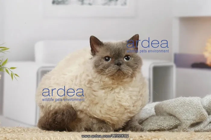 : Selkirk Rex cat indoors : Selkirk Rex cat indoors