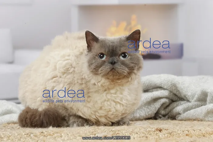 : Selkirk Rex cat indoors : Selkirk Rex cat indoors