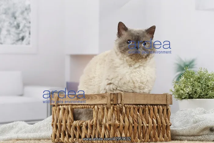 : Selkirk Rex cat indoors : Selkirk Rex cat indoors
