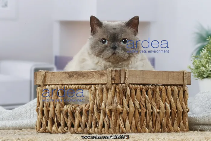 : Selkirk Rex cat indoors : Selkirk Rex cat indoors