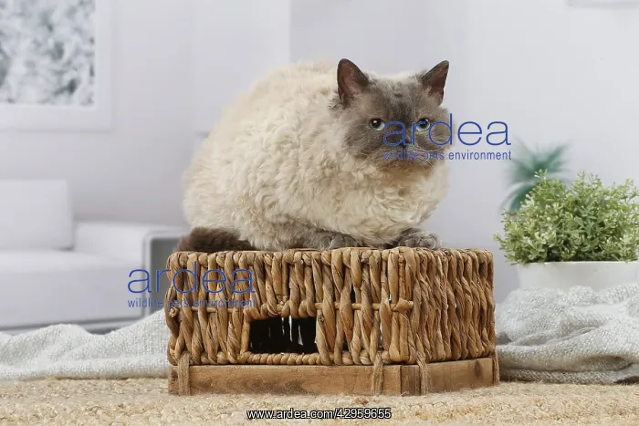 : Selkirk Rex cat indoors : Selkirk Rex cat indoors