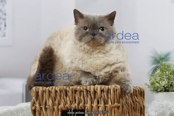 : Selkirk Rex cat indoors : Selkirk Rex cat indoors