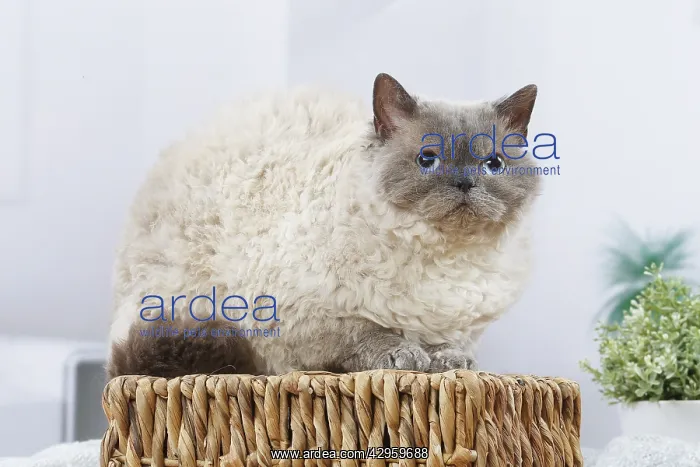 : Selkirk Rex cat indoors : Selkirk Rex cat indoors