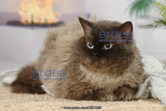: Selkirk Rex cat indoors : Selkirk Rex cat indoors