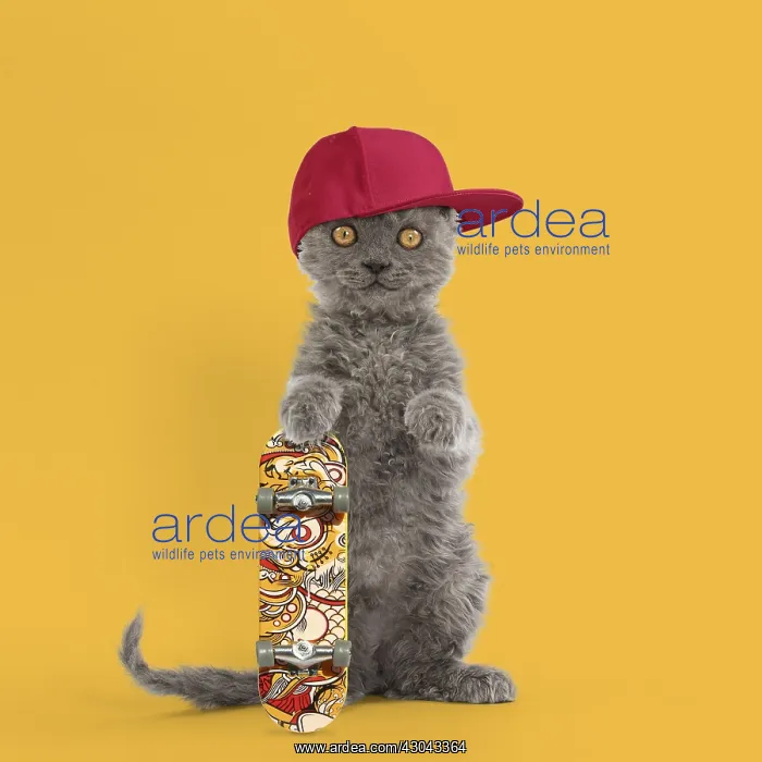 : Selkirk Rex Cat, kitten standing on hind legs wearing : Selkirk Rex Cat, kitten standing on hind legs wearing