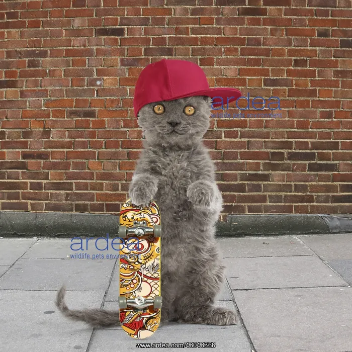 : Selkirk Rex Cat, kitten standing on hind legs wearing : Selkirk Rex Cat, kitten standing on hind legs wearing