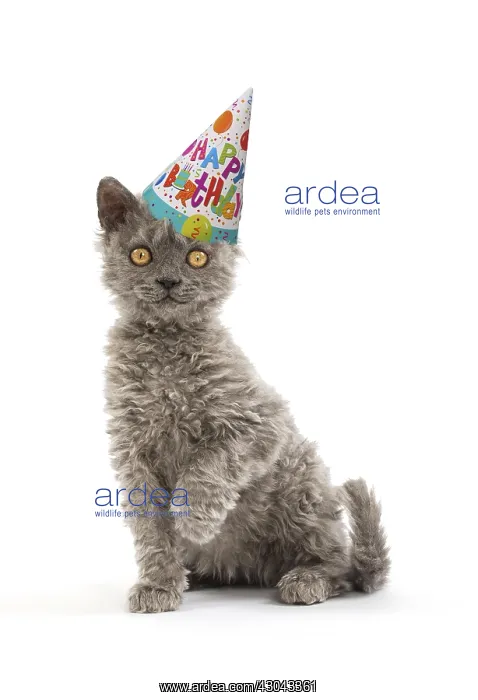 : Selkirk Rex Cat, kitten wearing Happy Birthday party : Selkirk Rex Cat, kitten wearing Happy Birthday party