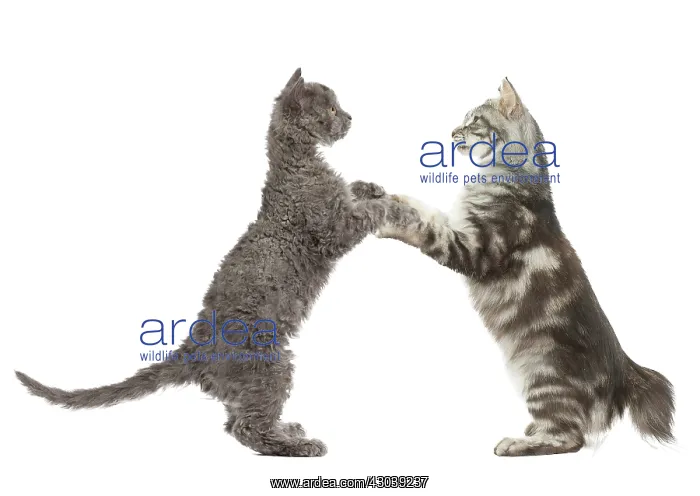 : Selkirk Rex Cat and Kurilian Bobtail Cat standing : Selkirk Rex Cat and Kurilian Bobtail Cat standing