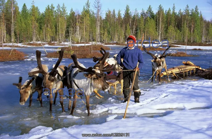: Selkup man with reindeer-sledge, Siberia : Selkup man with reindeer-sledge, Siberia