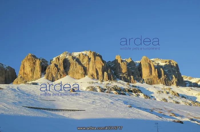 : Sella Group, Dolomites, Italy, Europe : Sella Group, Dolomites, Italy, Europe