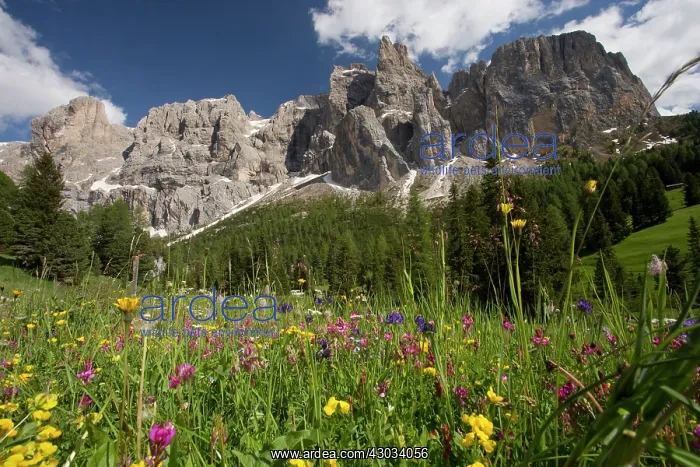  : Sella Group Mountains with summer wildflower meadow