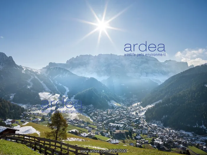 : Sella mountain range and village Wolkenstein, Selva : Sella mountain range and village Wolkenstein, Selva