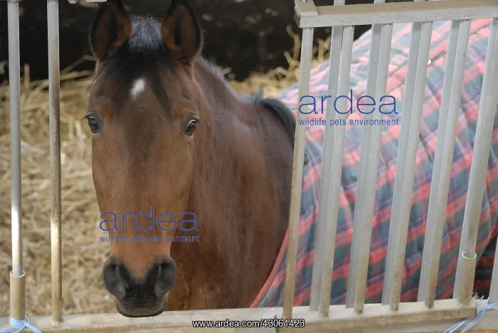 : Selle francais horse France : Selle francais horse France