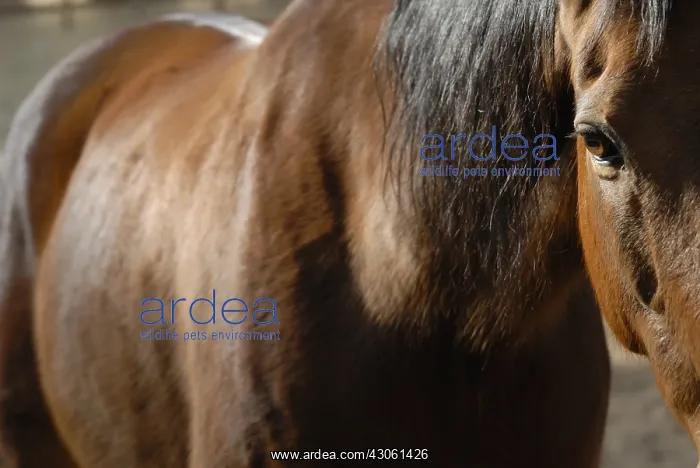 : Selle francais horse glance France : Selle francais horse glance France