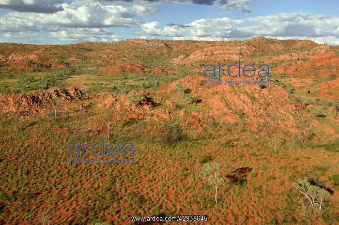 : Selwyn Range.Bushy Park Cattle Station, 60km south : Selwyn Range.Bushy Park Cattle Station, 60km south
