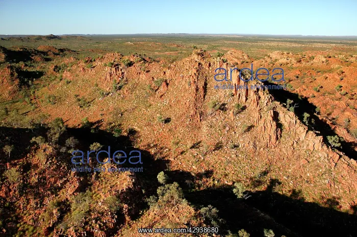 : Selwyn Range.Bushy Park Cattle Station, 60km south : Selwyn Range.Bushy Park Cattle Station, 60km south