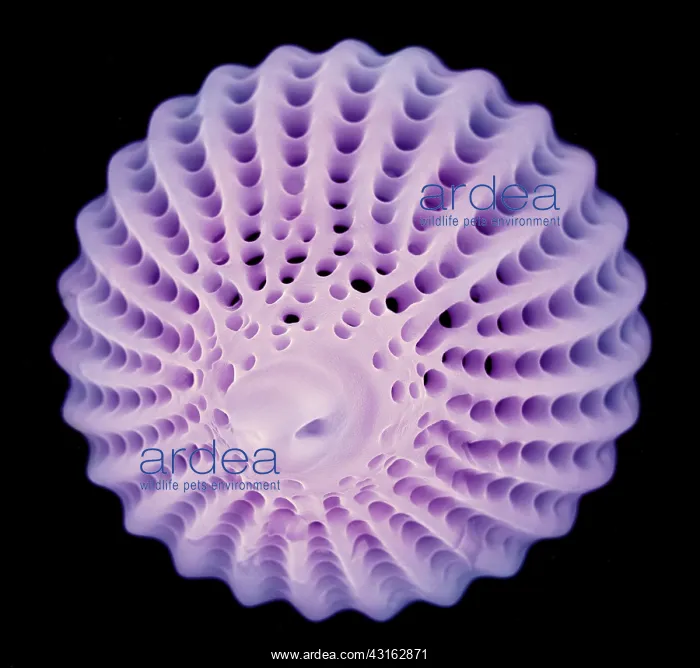 : SEM Radiolaria : SEM Radiolaria