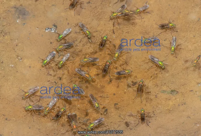 : Semaphore flies, Poecilobothrus nobilitatus, in : Semaphore flies, Poecilobothrus nobilitatus, in