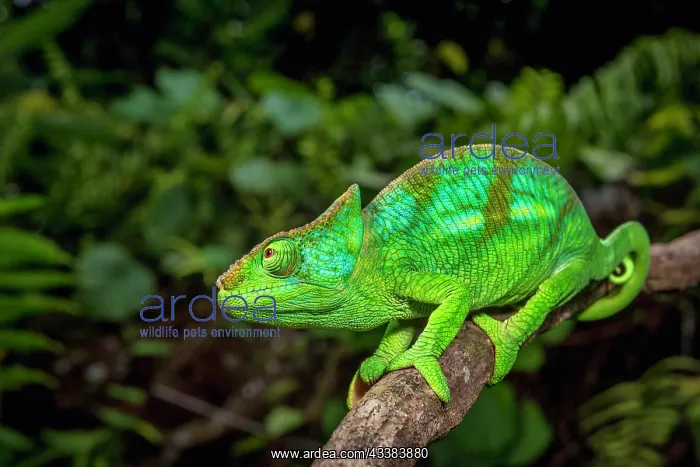 : A semi-adult male parson chameleon (Calumma parsonii parsoni : A semi-adult male parson chameleon (Calumma parsonii parsoni