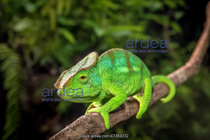  : A semi-adult male parson chameleon (Calumma parsonii parsoni