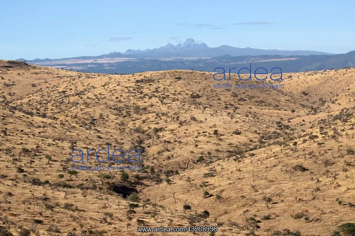 : Semi arid scrub, with Mount Kenya fin background : Semi arid scrub, with Mount Kenya fin background