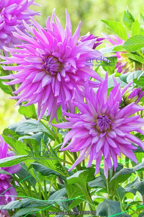 : Semi cactus Dahlia, Dahlia Nicky Breeder : Turc : Semi cactus Dahlia, Dahlia Nicky Breeder : Turc