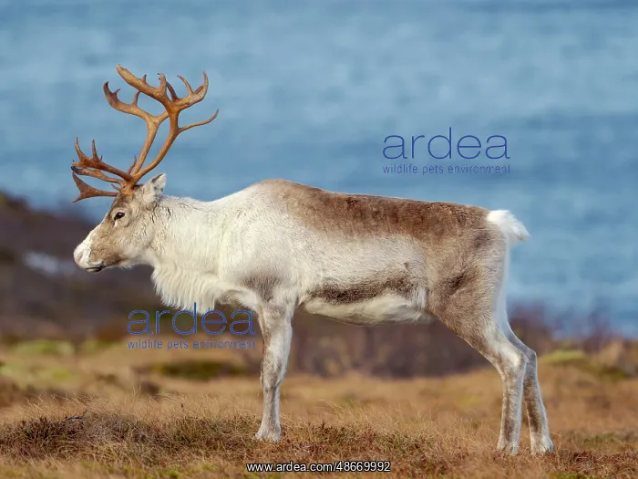 : Semi-domesticated reindeer, female, on the island Senja near