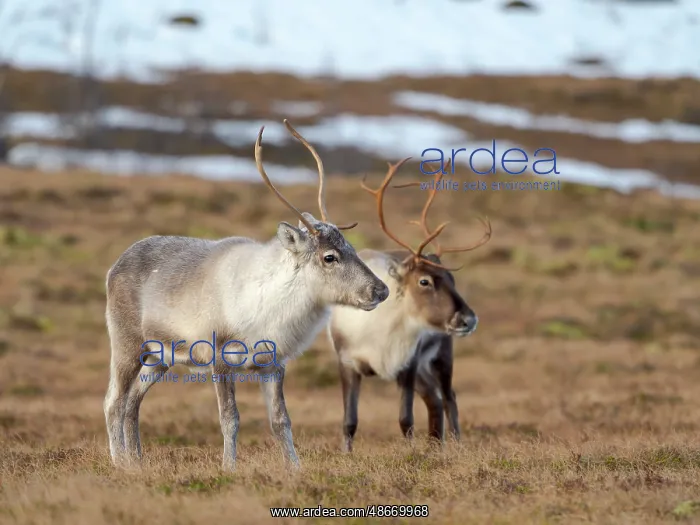 : Semi-domesticated reindeer on the island Senja near : Semi-domesticated reindeer on the island Senja near