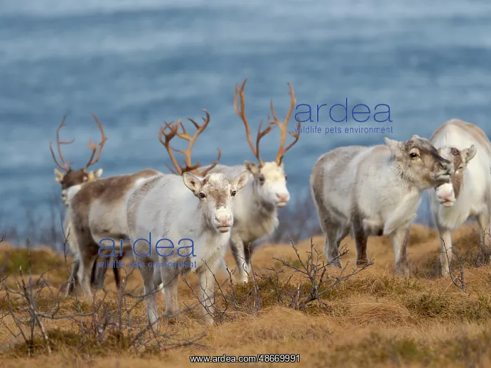  : Semi-domesticated reindeer on the island Senja near
