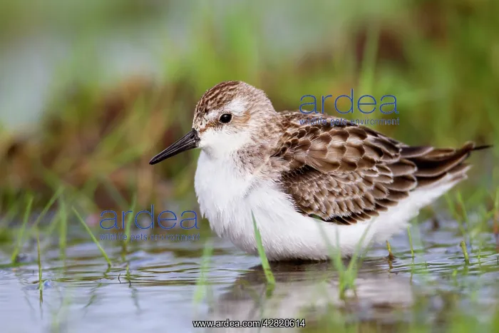 : Semi Palmated Sandpiper - Autumn migrant : Semi Palmated Sandpiper - Autumn migrant