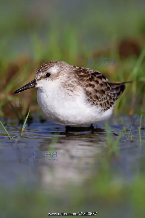 : Semi Palmated Sandpiper - Autumn migrant : Semi Palmated Sandpiper - Autumn migrant