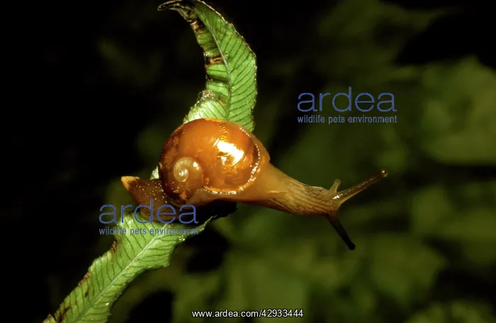: A semi-slug - Has very thin reduced shell. Regarded : A semi-slug - Has very thin reduced shell. Regarded