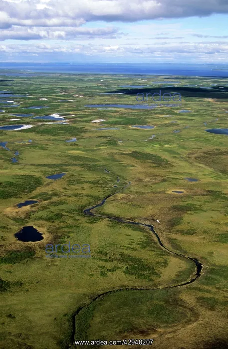 : Semi-tundra, aerial view from a helicopter