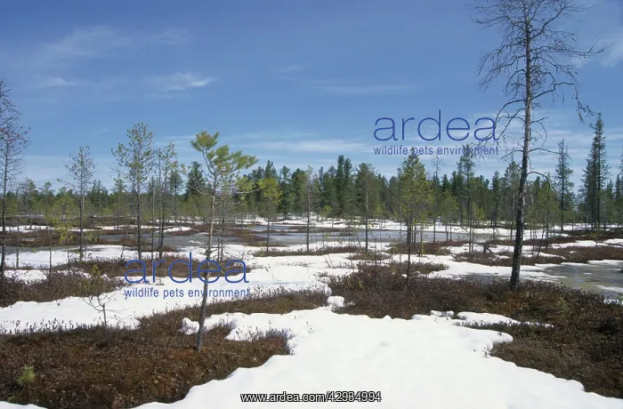 : Semi-tundra in spring, Siberia : Semi-tundra in spring, Siberia