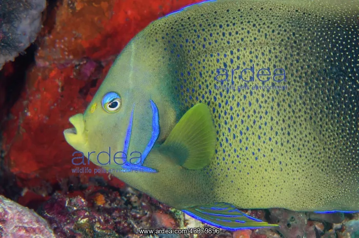 : Semicircle Angelfish : Semicircle Angelfish